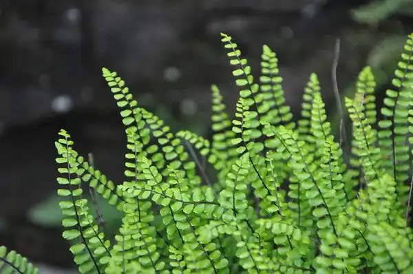 Photo of Asplenium trichomanes - Close up of fronds:ProteinBiochemist