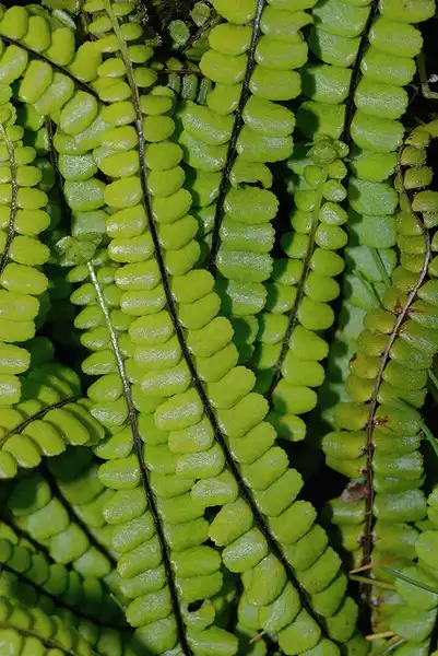 Photo of Asplenium trichomanes - Close up of fronds and leaf margins:Nicholas Turland