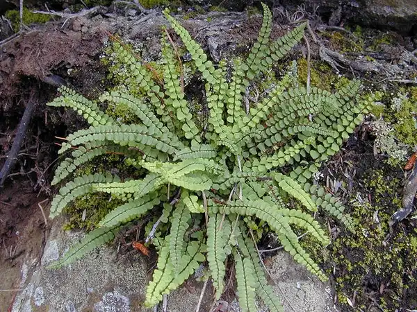 Photo of Asplenium trichomanes - Form:Forest and Kim Starr