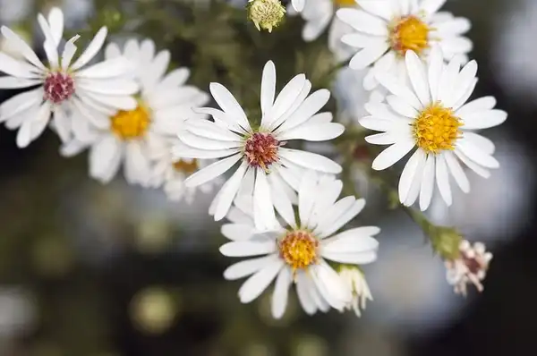 Photo of Aster ericoides (Aster ericoidess)