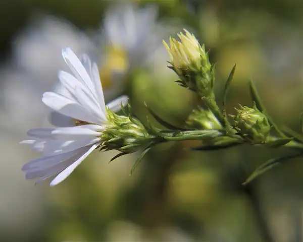 Photo of Aster ericoides (Aster ericoidess)