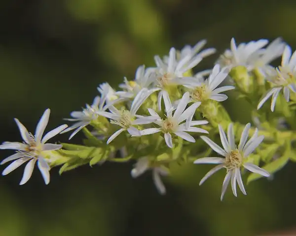 Photo of Aster ericoides - Aster ericoides:Dan Mullen