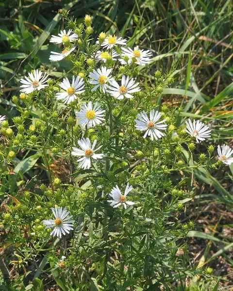 Photo of Aster ericoides - Aster ericoides:Dan Mullen