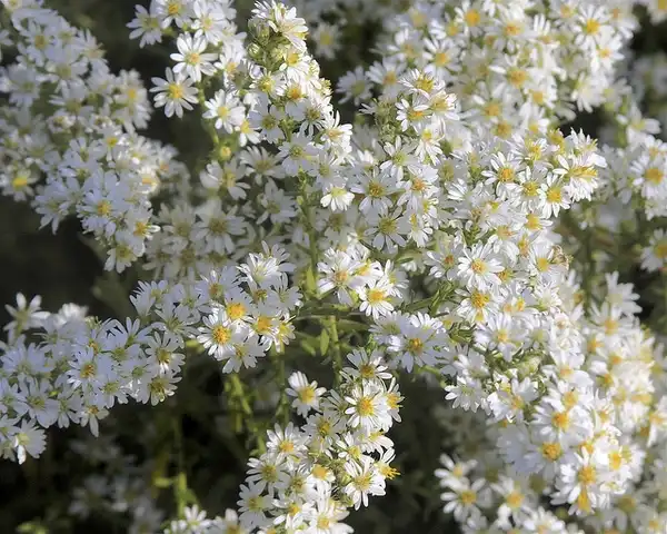 Photo of Aster ericoides - Aster ericoides:Dan Mullen