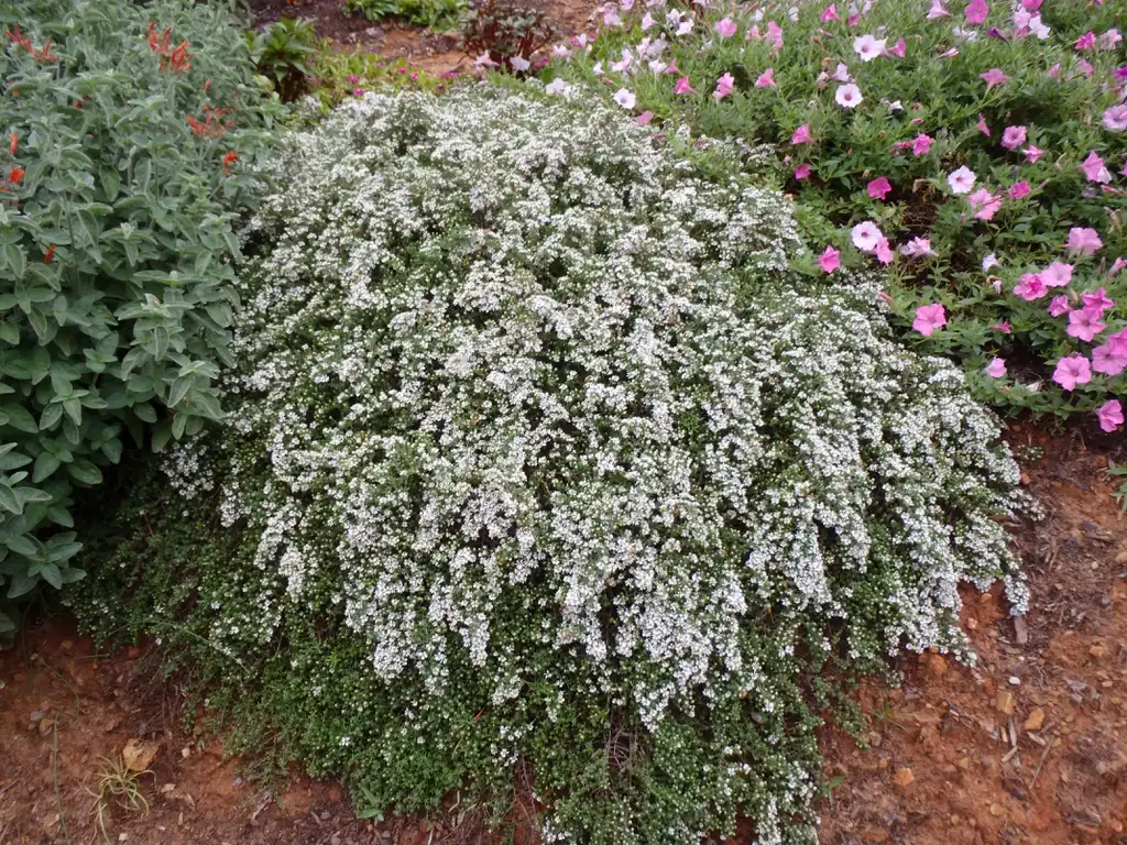 Photo of Aster ericoides - Aster ericoides 'Snow Flurry' Form:Jim Robbins