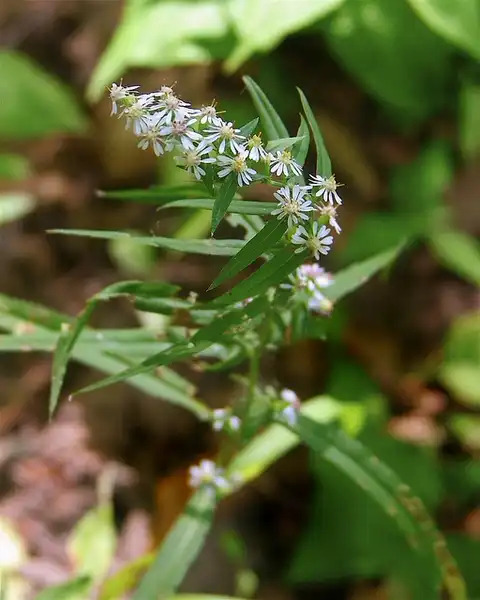 Foto de Aster lateriflorus (Aster laterifloruss)