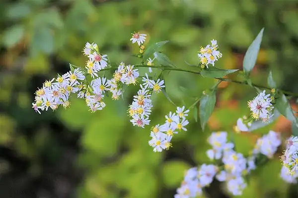Foto de Aster lateriflorus (Aster laterifloruss)