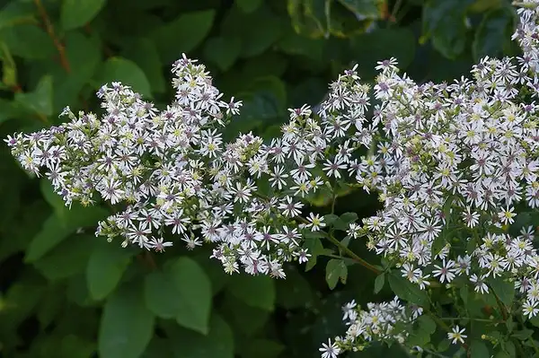 Foto de Aster lateriflorus - Aster lateriflorus:Dan Mullen