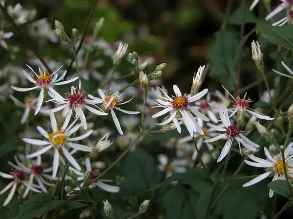 Foto de Aster lateriflorus - Aster lateriflorus:Kerry Woods