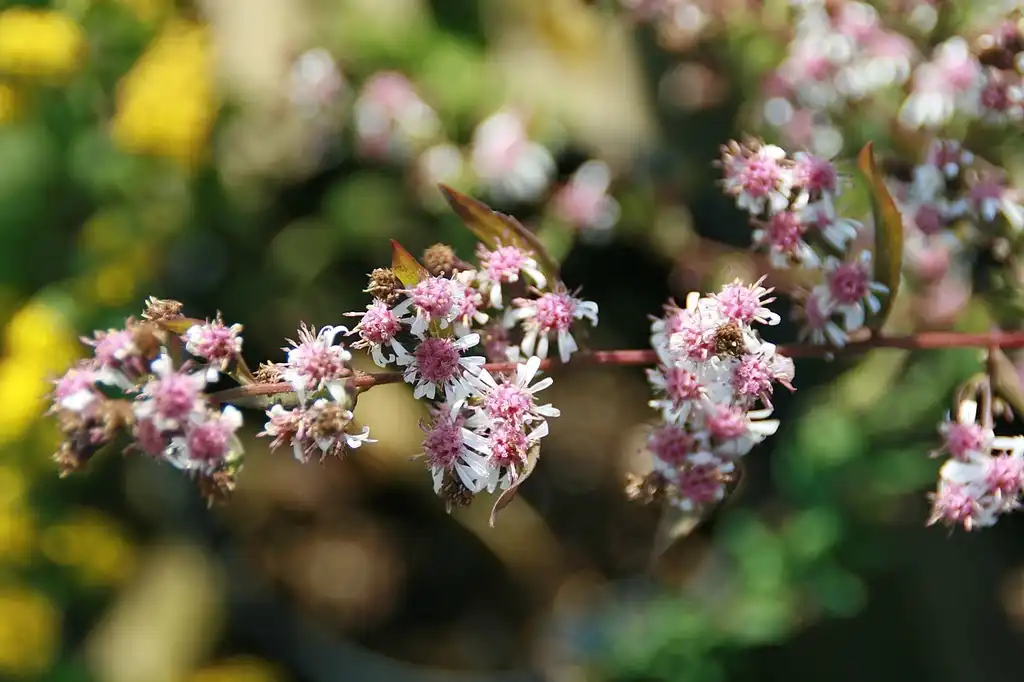 Foto de Aster lateriflorus - Flower:Aster lateriflorus
