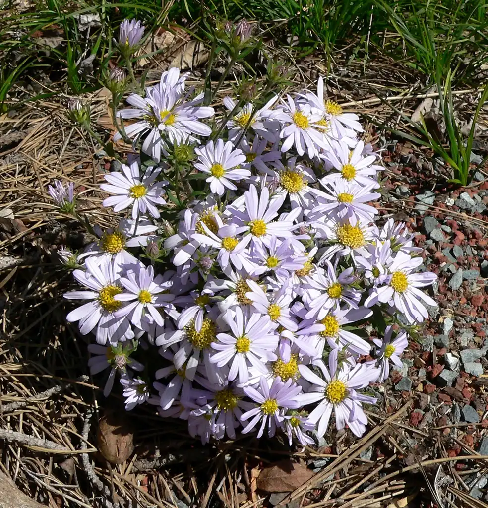 Foto de Aster pekinensis (Aster pekinensiss)