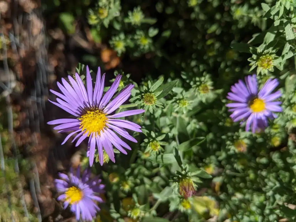 Фото Aster - Bloom and buds (Cabarrus County, NC)-Fall:Hope Duckworth