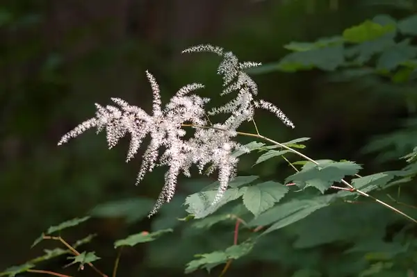 Фото Astilbe biternata (Astilbe biternatas)