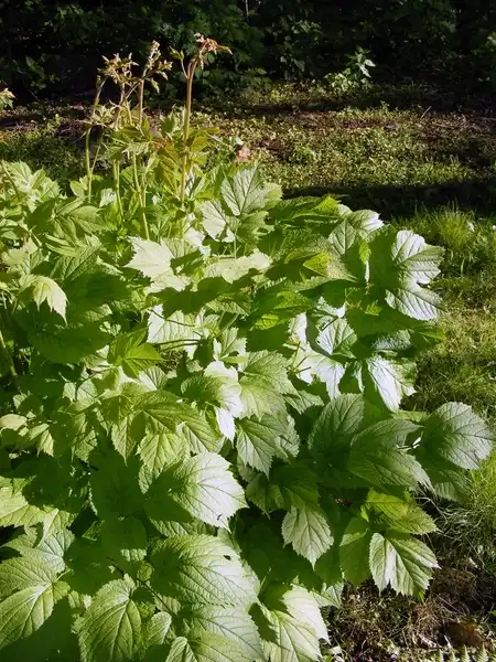 Фото Astilbe biternata (Astilbe biternatas)