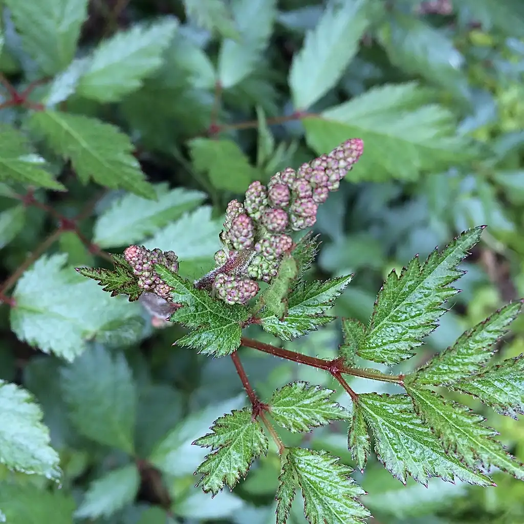Фото Astilbe japonica (Astilbe japonicas)