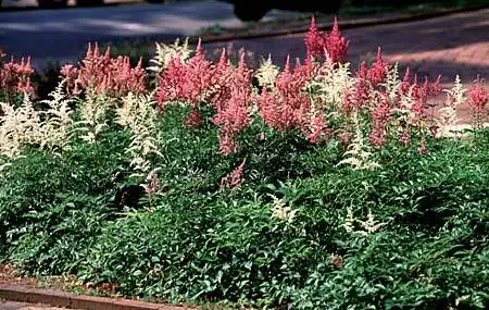 Foto de Astilbe x arendsii (Astilbe x arendsiis)