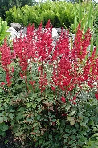 Foto de Astilbe x arendsii (Astilbe x arendsiis)