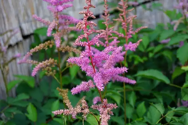 Foto de Astilbe x arendsii - Astilbe x arendsii 'Amethyst' - hot pink flowers:Gábor Wiandt