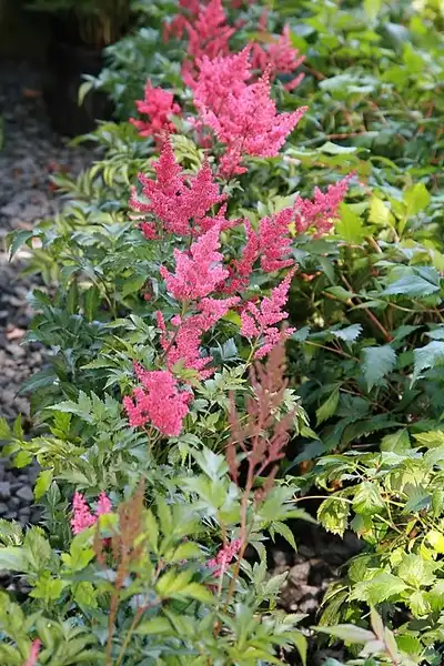 Foto de Astilbe x arendsii - Astilbe x arendsii 'Radius' - pink flowers:David J. Stang