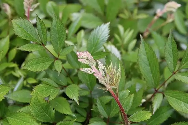 Foto de Astilbe x arendsii - Leaves:David J. Stang