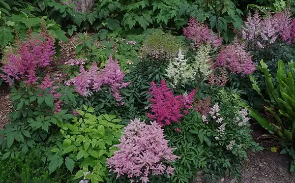 Foto de Astilbe x arendsii - Many colors look great planted en masse in the landscape.: