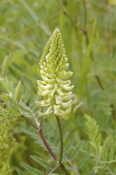 Foto de Astragalus canadensis (Astragalus canadensiss)