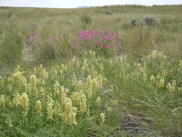 Foto de Astragalus canadensis (Astragalus canadensiss)