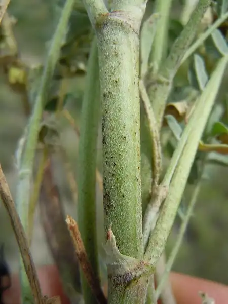 Foto de Astragalus canadensis - :Matt Lavin