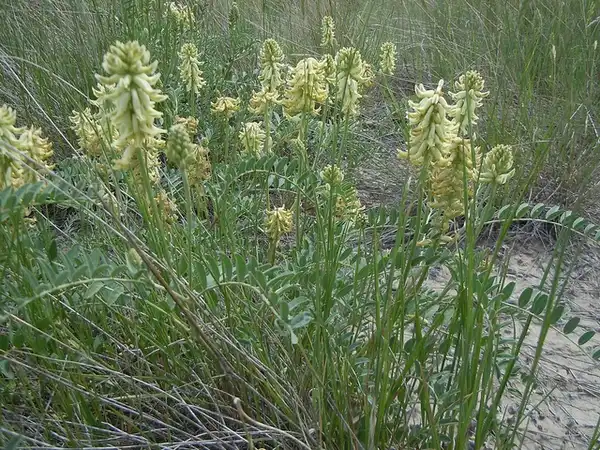 Foto de Astragalus canadensis - :Matt Lavin