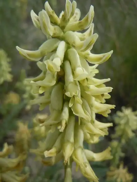 Foto de Astragalus canadensis - :Matt Lavin