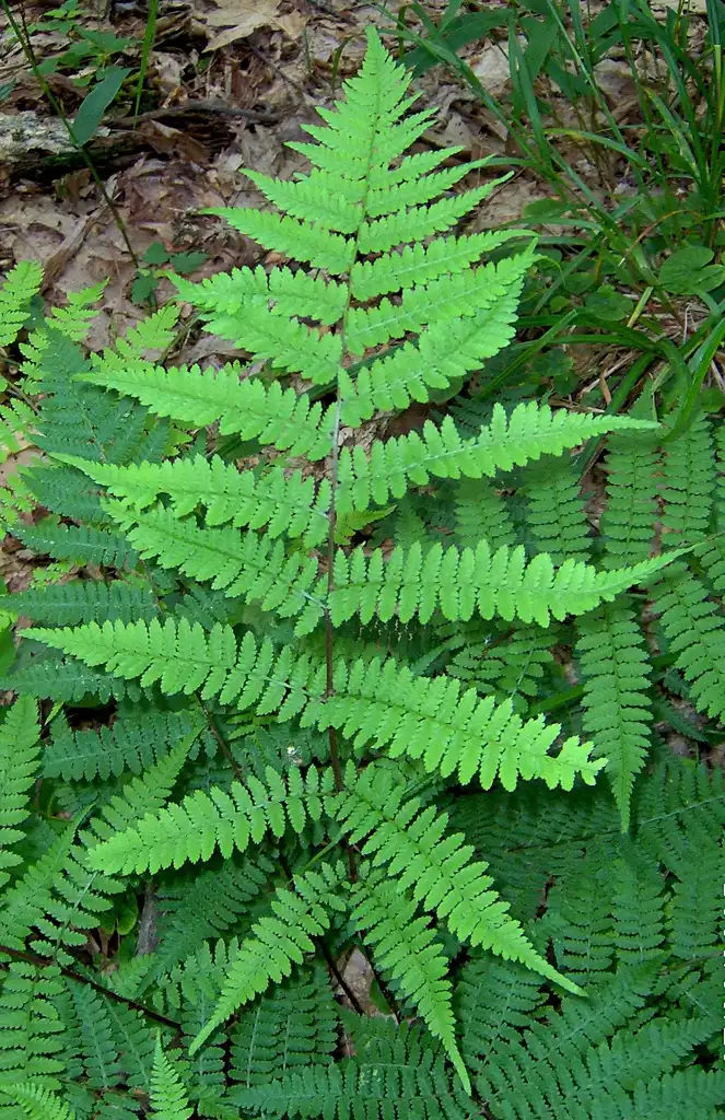 Photo of Athyrium asplenioides (Athyrium asplenioidess)