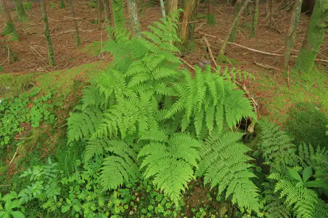 Photo of Athyrium asplenioides (Athyrium asplenioidess)