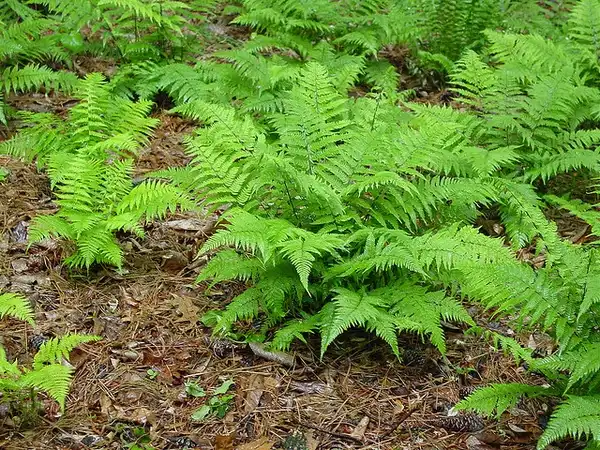 Foto de Athyrium filix-femina ssp. asplenioides (Athyrium filix-femina ssp. asplenioidess)