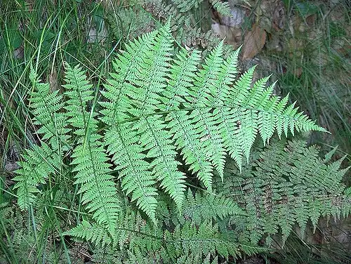Foto de Athyrium filix-femina ssp. asplenioides (Athyrium filix-femina ssp. asplenioidess)