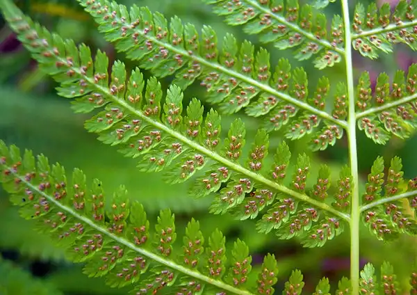 Foto de Athyrium filix-femina ssp. asplenioides - Sori, or spores on underside of frond:MurielBendel
