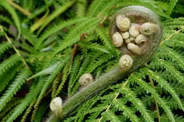 Foto de Athyrium filix-femina ssp. asplenioides - Fiddlehead:Rror
