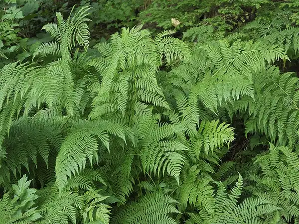 Photo of Athyrium filix-femina (Athyrium filix-feminas)