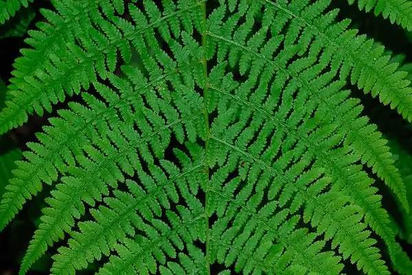 Photo of Athyrium filix-femina - Close up of fronds:Nicholas Turland