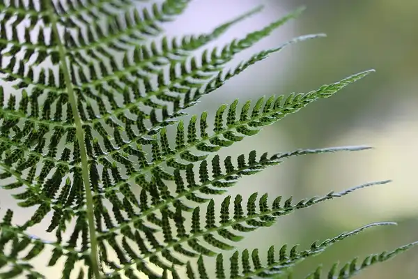 Photo of Athyrium filix-femina - Spores on fronds:Andrey Zharkikh