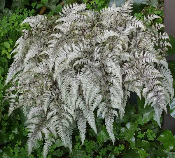Photo of Athyrium niponicum var. pictum (Athyrium niponicum var. pictums)
