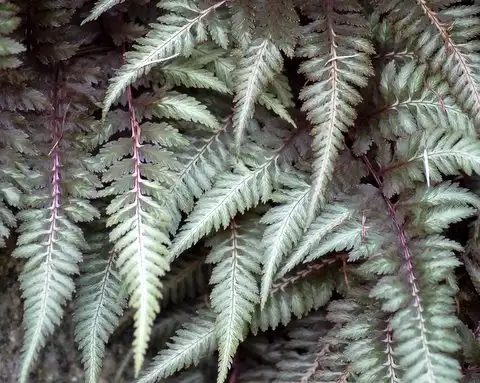 Photo of Athyrium niponicum var. pictum (Athyrium niponicum var. pictums)