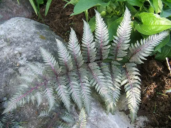 Photo of Athyrium niponicum var. pictum - Frond:Julie Weisenhorn