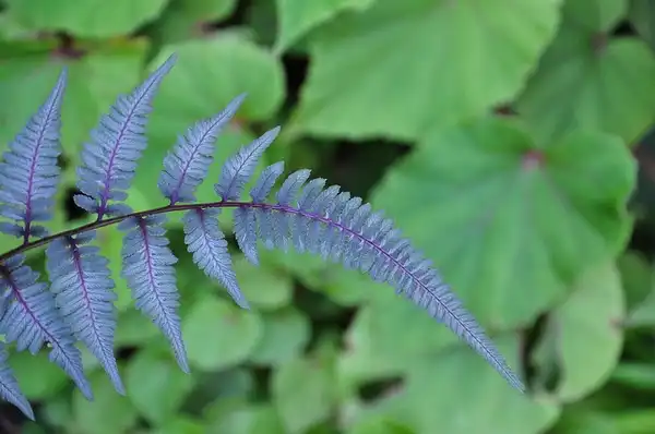 Photo of Athyrium niponicum var. pictum - Frond:ProteinBiochemist