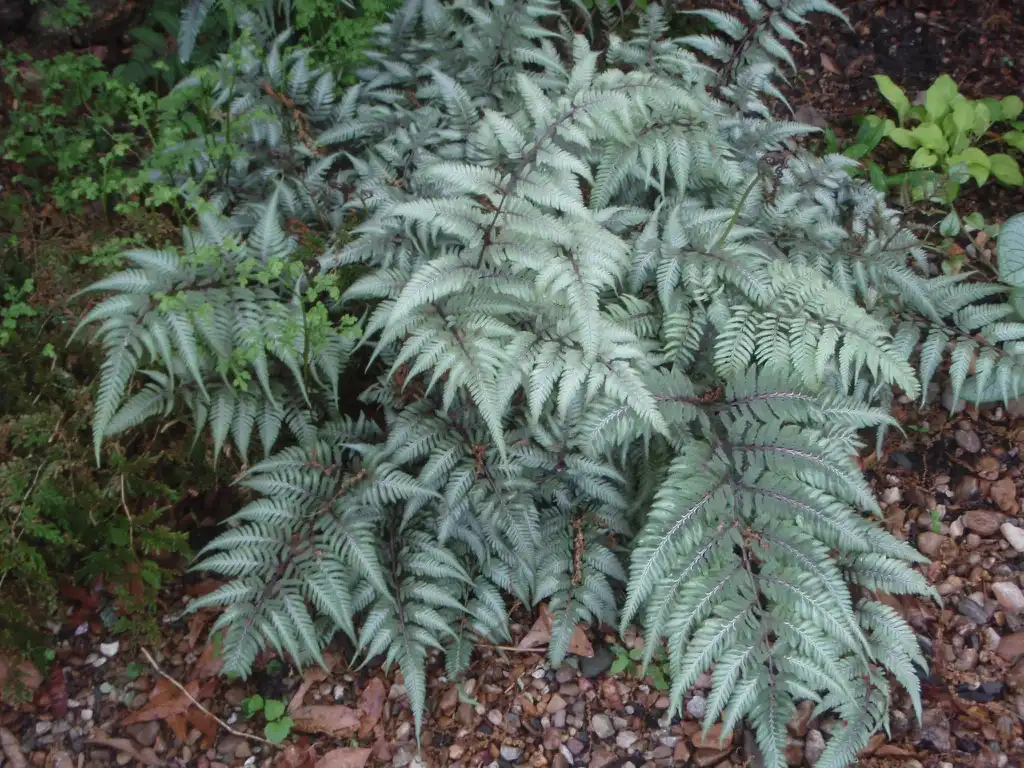 Photo of Athyrium niponicum var. pictum - Form:Jim Lawrence