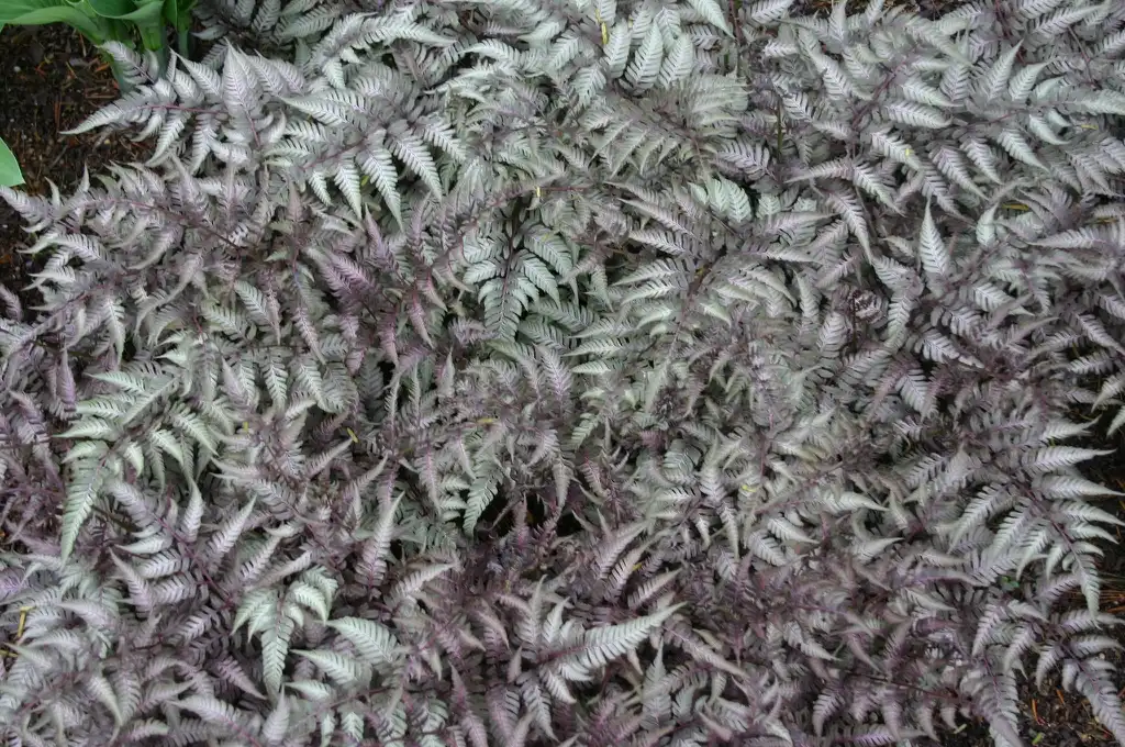 Photo of Athyrium niponicum var. pictum - Form:Ryan Somma