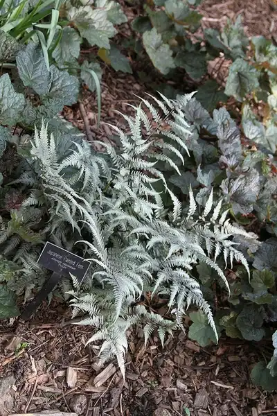 Photo of Athyrium niponicum var. pictum - Fronds:Jim the Photographer