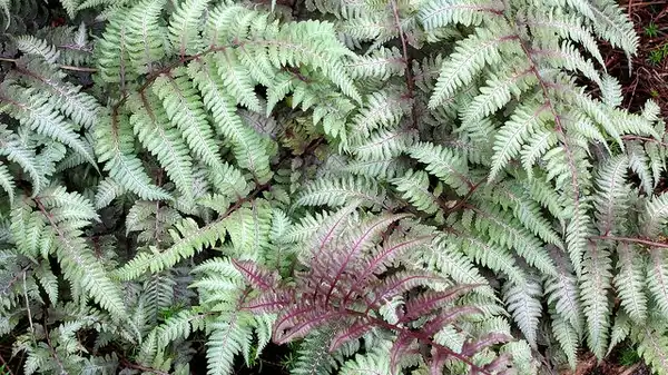 Photo of Athyrium niponicum var. pictum - Close up of Fronds:K M