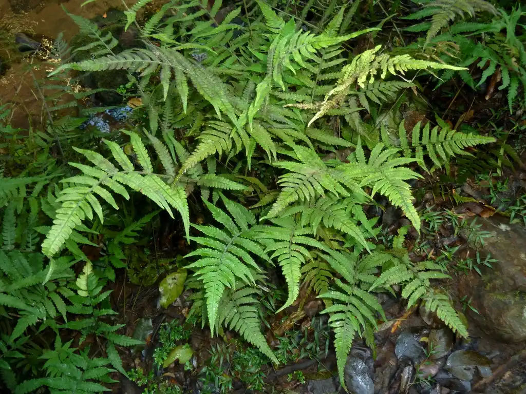 Photo of Athyrium niponicum var. pictum - Form:JMK