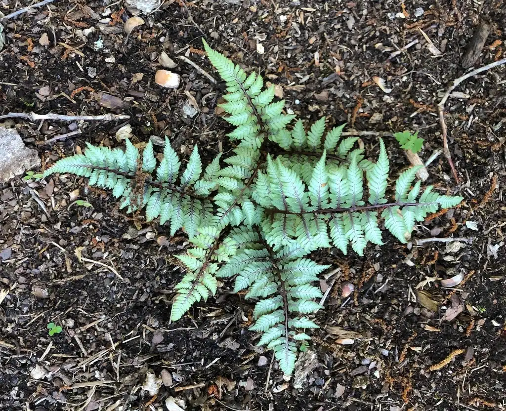 Photo of Athyrium niponicum var. pictum - New plant (Warren County,NC):Cathy Dewitt