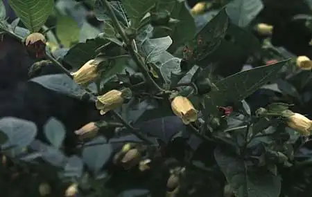 Photo of Atropa bella-donna (Atropa bella-donnas)